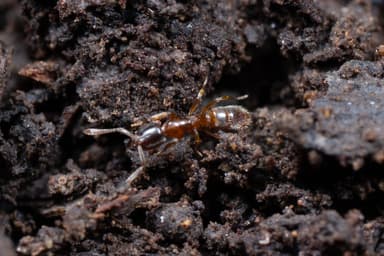 Hypoponera punctatissima photo 105