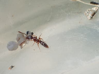 Hypoponera punctatissima photo 106