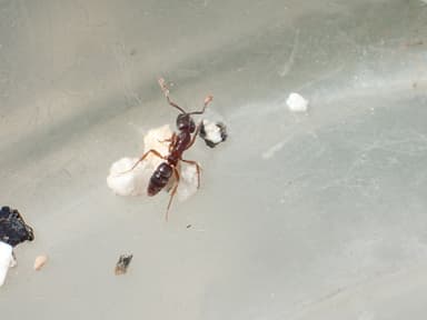 Hypoponera punctatissima photo 107