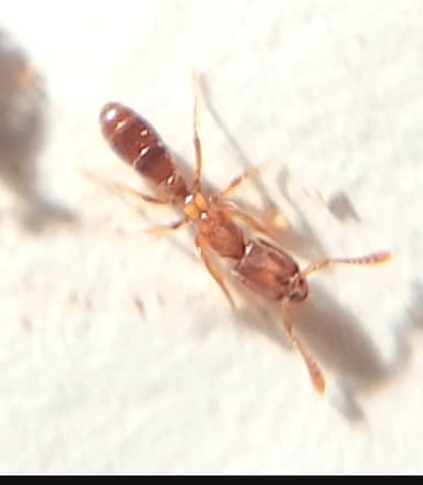 Hypoponera punctatissima photo 108