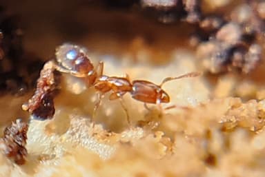 Hypoponera punctatissima photo 109