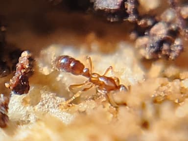 Hypoponera punctatissima photo 110