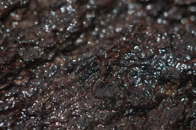 Hypoponera punctatissima photo 111