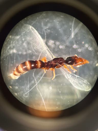 Hypoponera punctatissima — queen photo 112