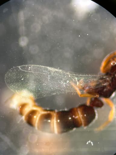 Hypoponera punctatissima — queen photo 113