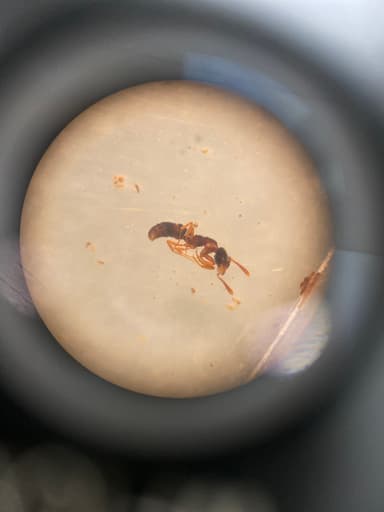 Hypoponera punctatissima photo 114