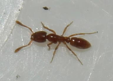Hypoponera punctatissima photo 115