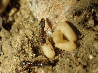 Hypoponera punctatissima photo 116