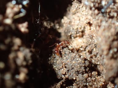 Hypoponera punctatissima photo 117