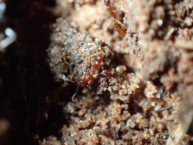 Hypoponera punctatissima photo 118