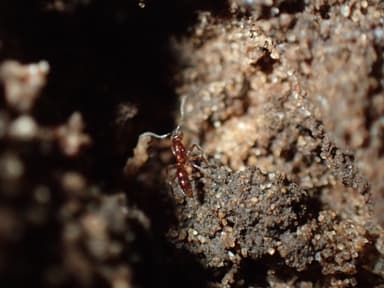 Hypoponera punctatissima photo 119