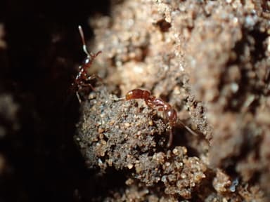 Hypoponera punctatissima photo 120