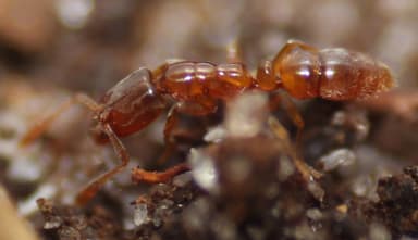 Hypoponera punctatissima photo 121