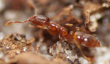 Hypoponera punctatissima photo 122