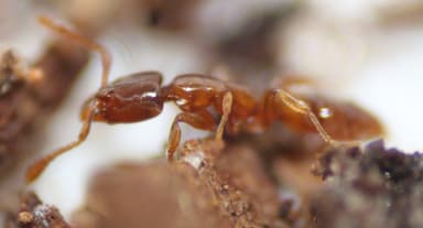 Hypoponera punctatissima photo 123