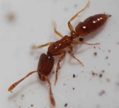 Hypoponera punctatissima photo 124