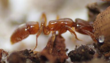Hypoponera punctatissima photo 125