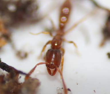 Hypoponera punctatissima photo 126