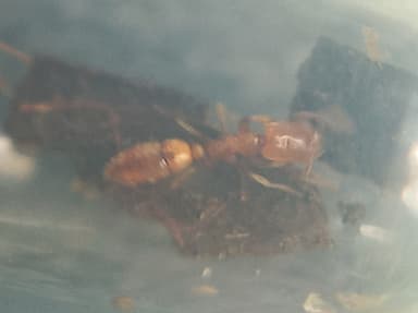 Hypoponera punctatissima photo 128