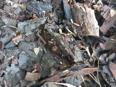 Hypoponera punctatissima photo 129