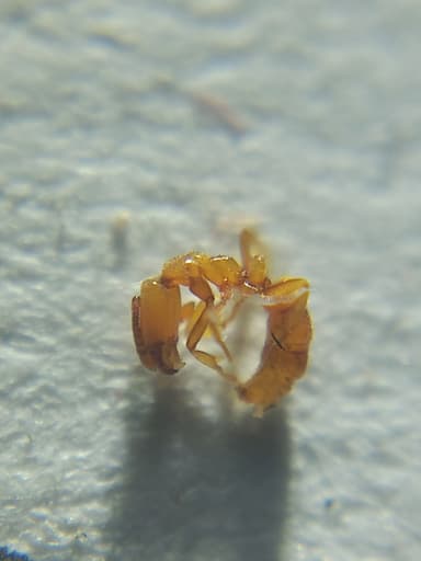 Hypoponera punctatissima photo 130