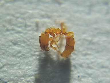 Hypoponera punctatissima photo 131