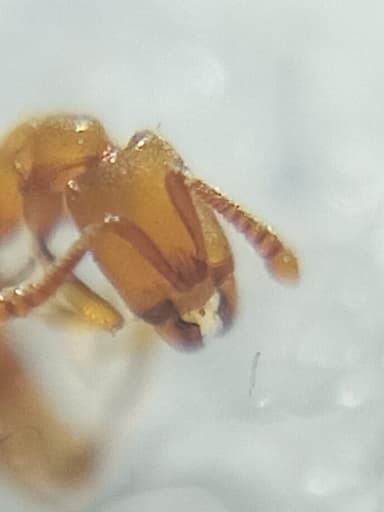 Hypoponera punctatissima photo 132