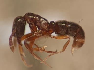Hypoponera punctatissima photo 133