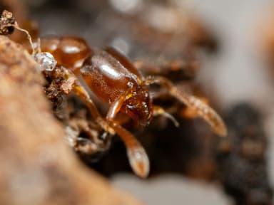 Hypoponera punctatissima photo 135