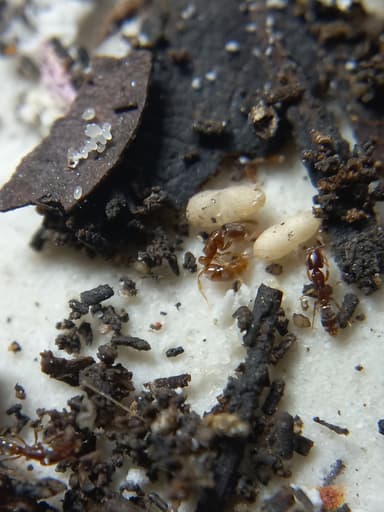 Hypoponera punctatissima photo 137