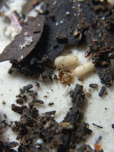 Hypoponera punctatissima photo 138