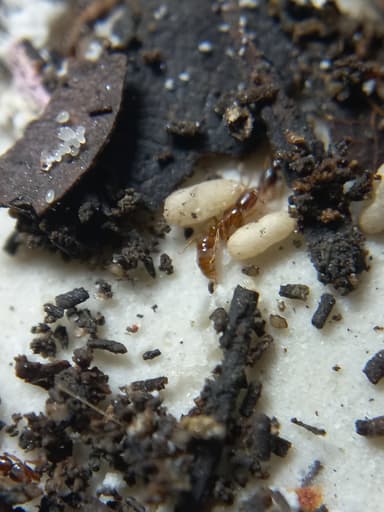 Hypoponera punctatissima photo 139