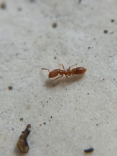 Hypoponera punctatissima photo 140