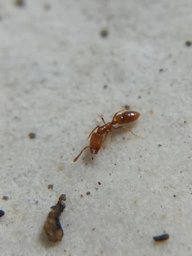 Hypoponera punctatissima photo 141
