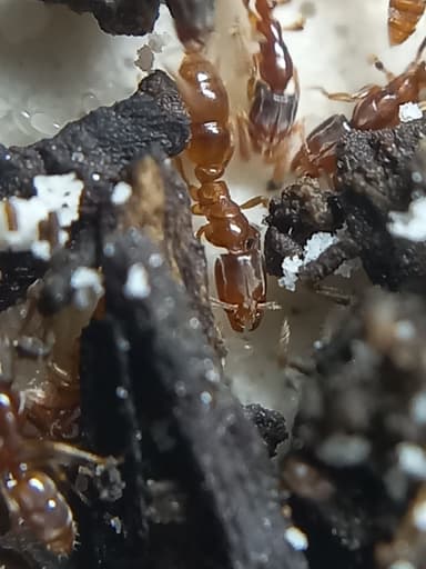 Hypoponera punctatissima photo 142