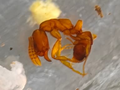 Hypoponera punctatissima photo 143