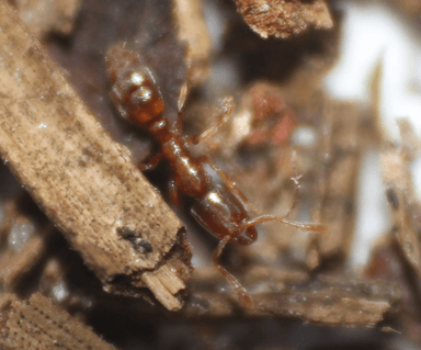 Hypoponera punctatissima photo 145