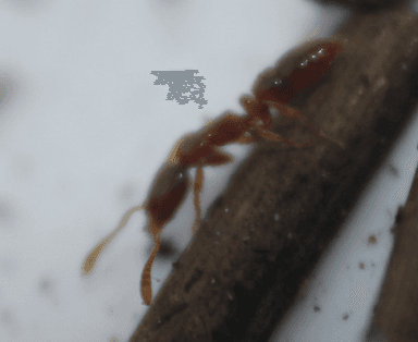 Hypoponera punctatissima photo 146