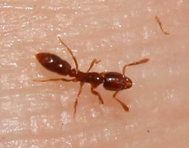 Hypoponera punctatissima photo 147