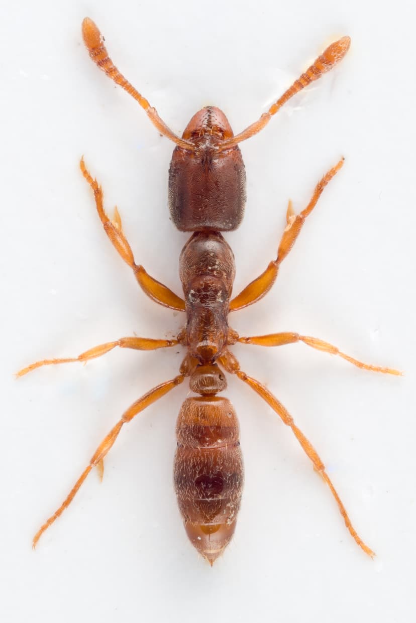 Hypoponera punctatissima photo 1
