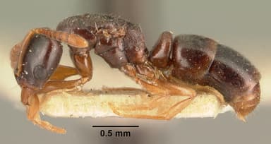 Hypoponera punctatissima — queen photo 3