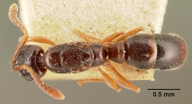 Hypoponera punctatissima — queen photo 4