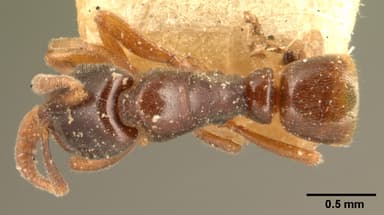 Hypoponera punctatissima — queen photo 5