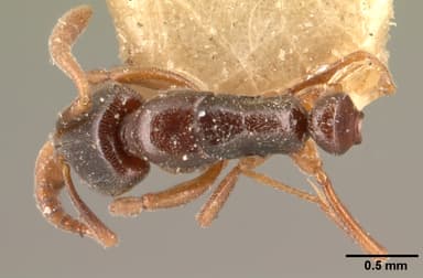 Hypoponera punctatissima — queen photo 8