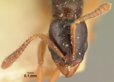 Hypoponera punctatissima — queen photo 9