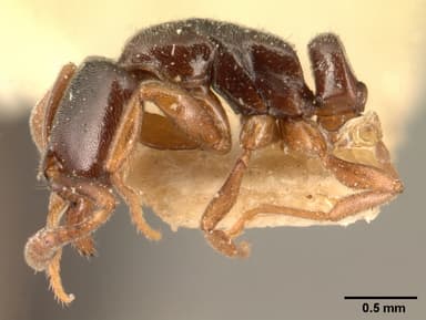 Hypoponera punctatissima — queen photo 10