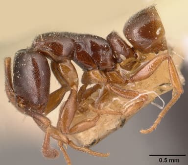 Hypoponera punctatissima — queen photo 11