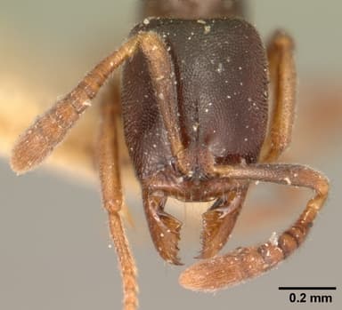 Hypoponera punctatissima — queen photo 12