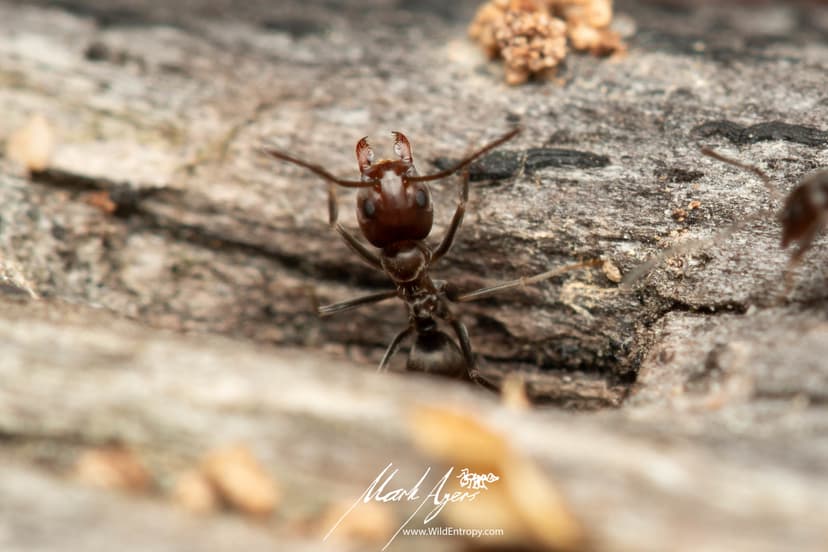 Iridomyrmex chasei photo 1