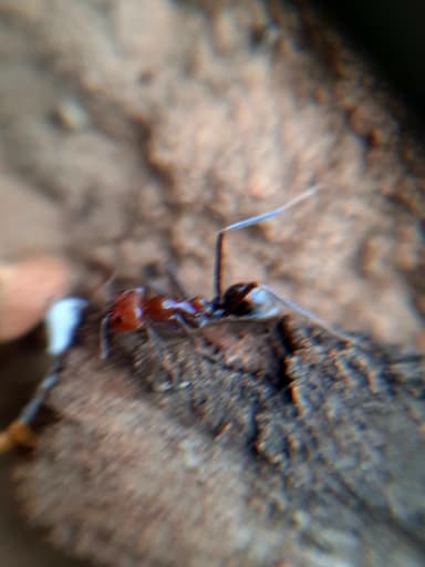 Iridomyrmex purpureus photo 125